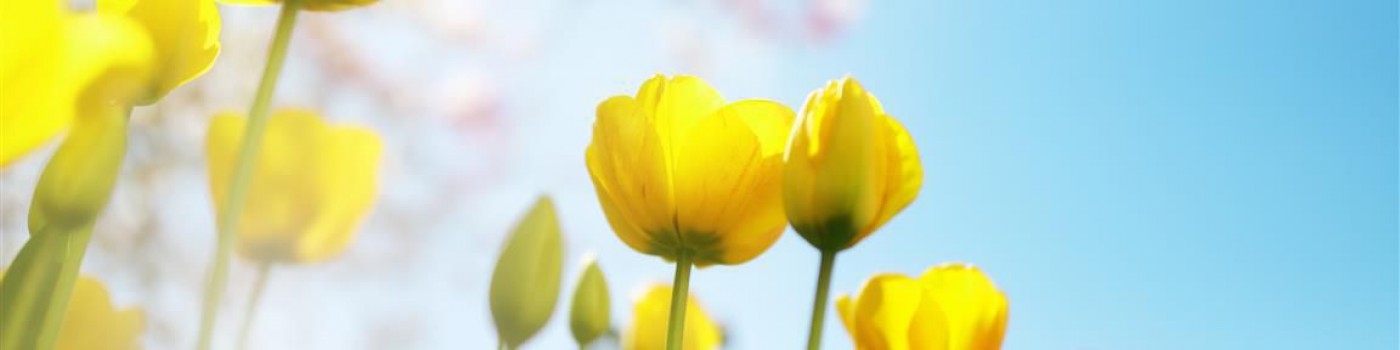 Tulpen und Kirschblüten