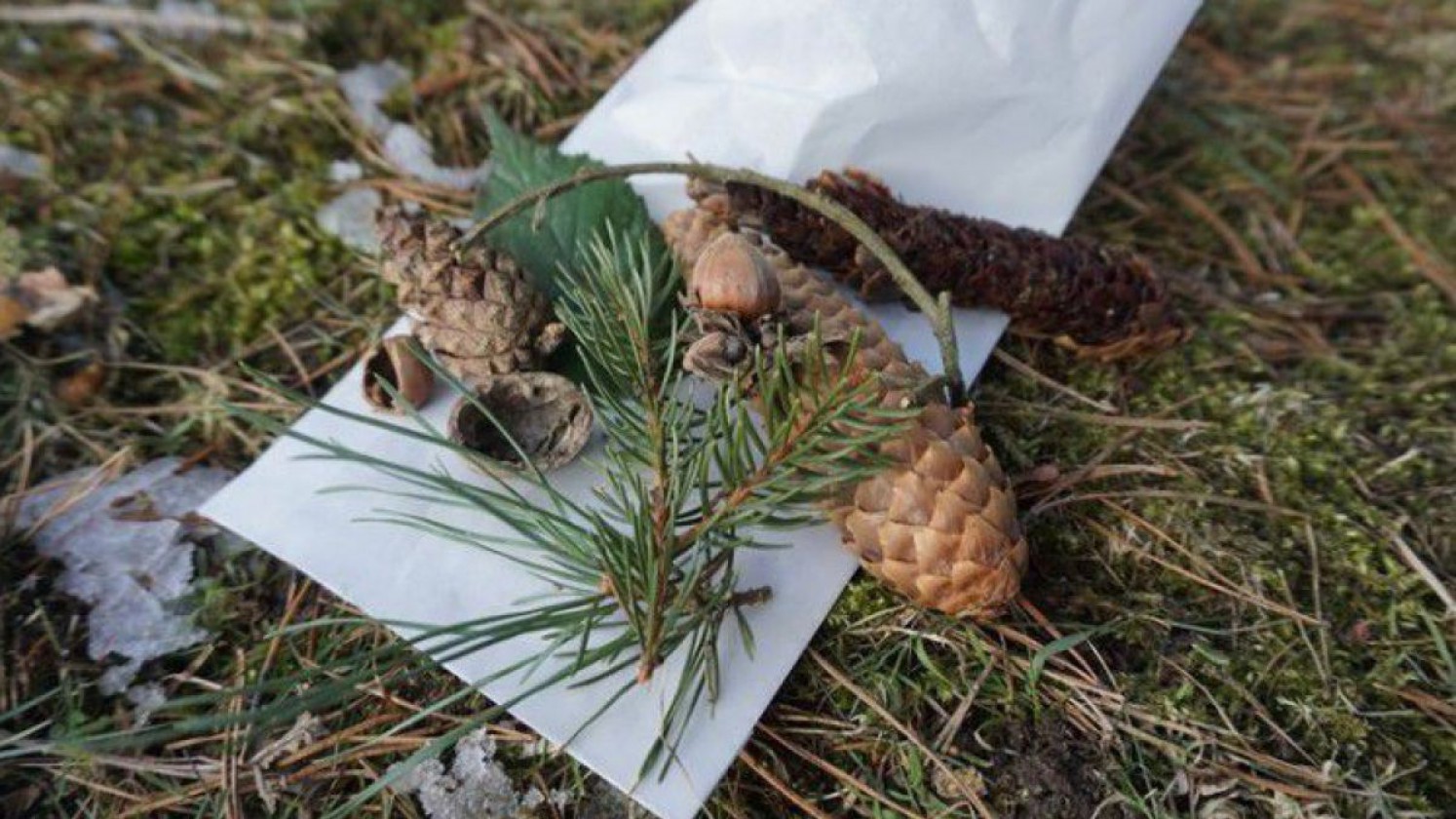 Naturmaterialien beim Waldspaziergang suchen.