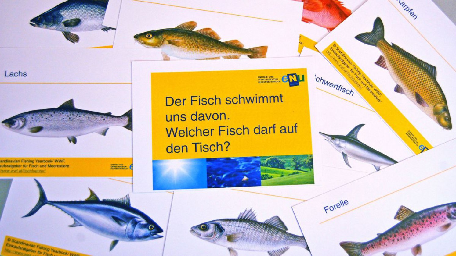 Fisch-Quiz-Methodenkärtchen Welcher Fisch darf auf dem Tisch?