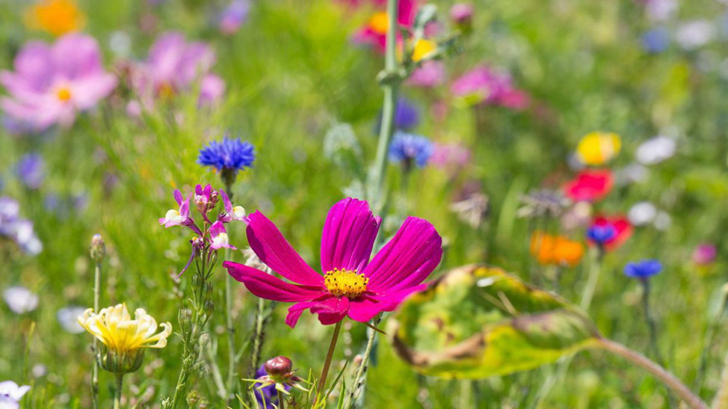 Bunten Blumenwiese