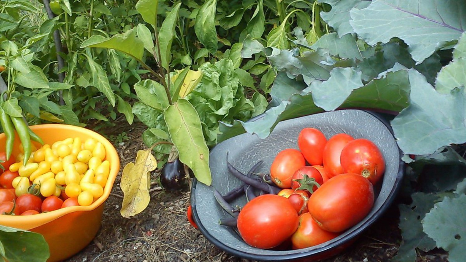 Gartenernte mit Bohnen und Tomaten