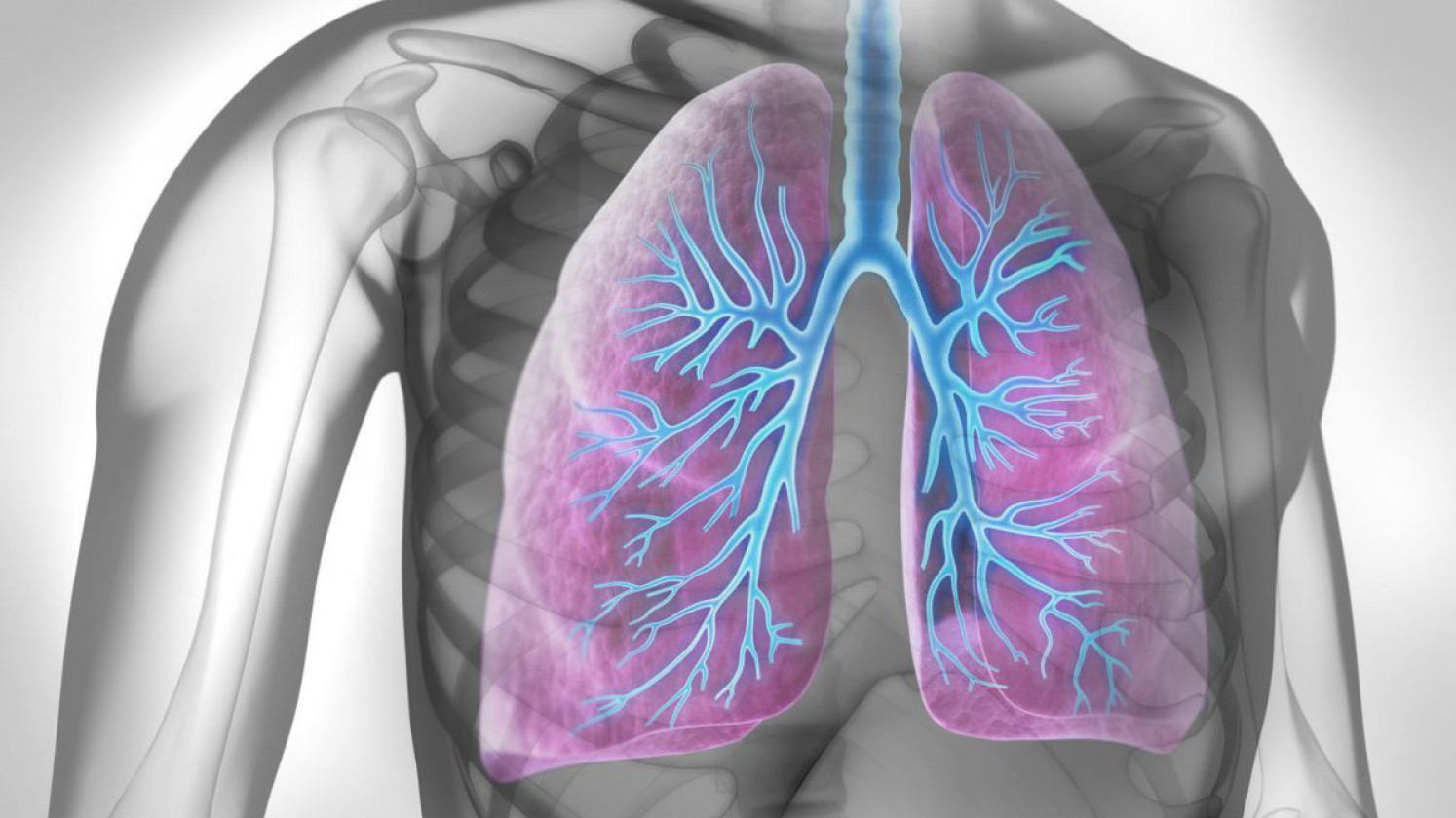 Abbildung einer menschlichen Lunge.