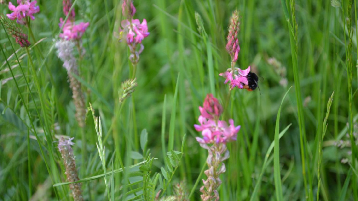Eine Hummel auf einer Wiesenblume.