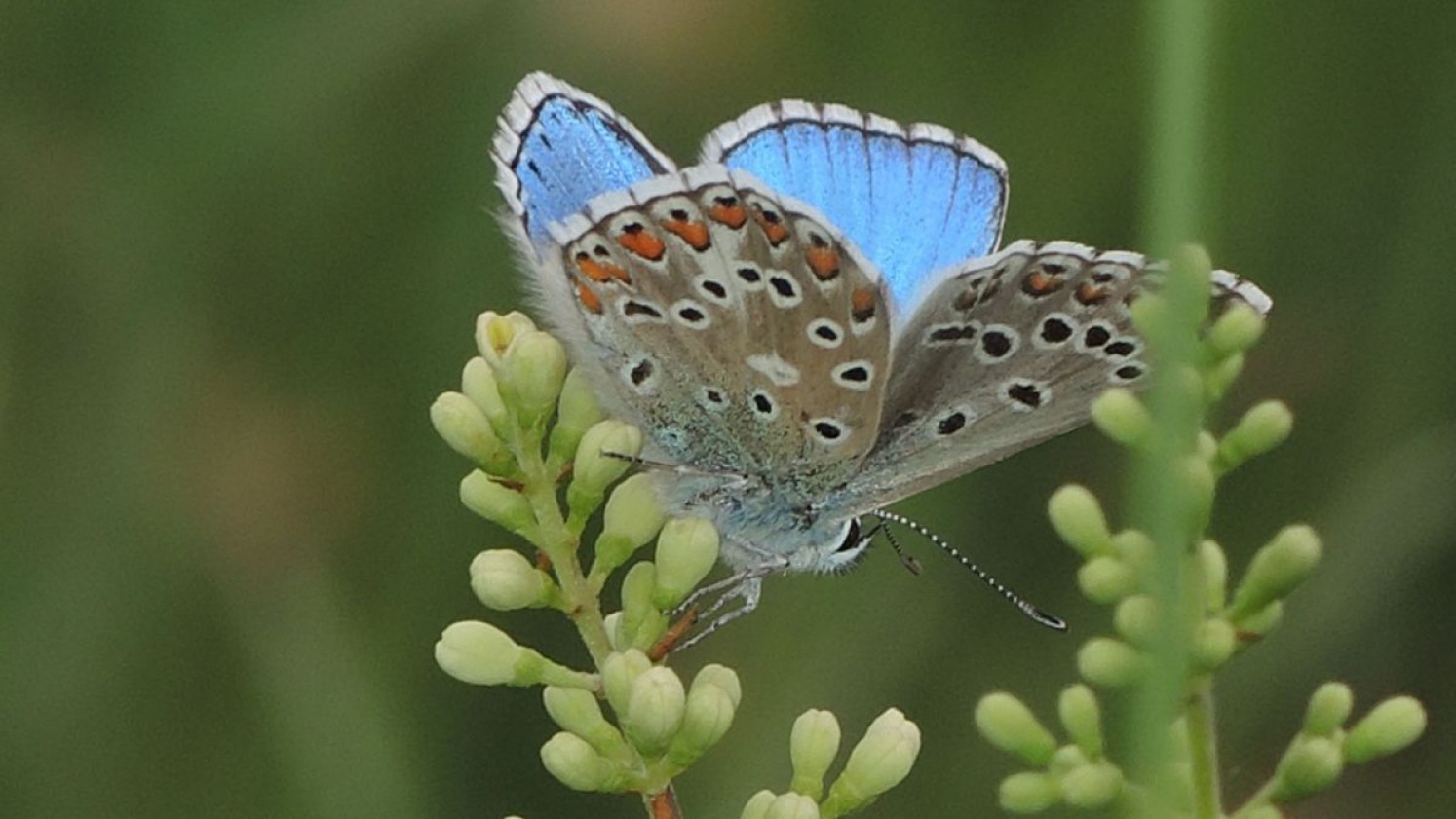 Ein Schmetterling auf einer Blume