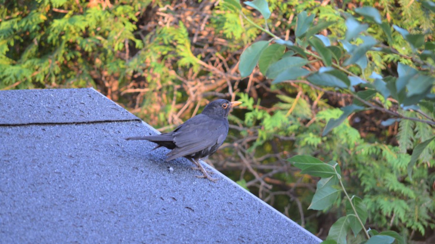 Eine Amsel am Dach