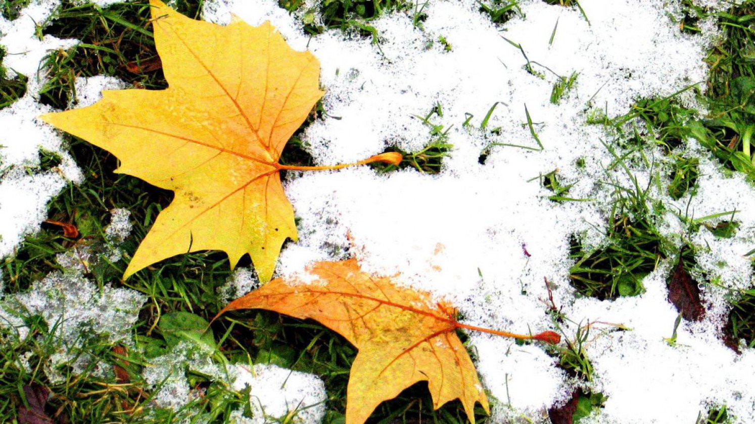 Herbstliche Ahornblätter mit Schnee bedeckt.