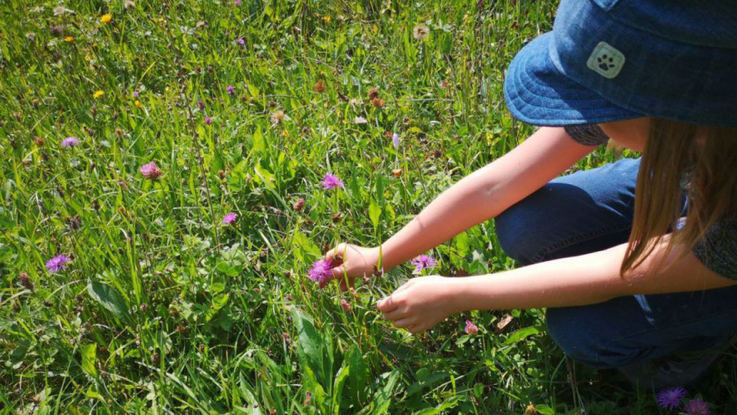 Kind sitzt in einer Wildblumenwiese und pflückt roten Klee