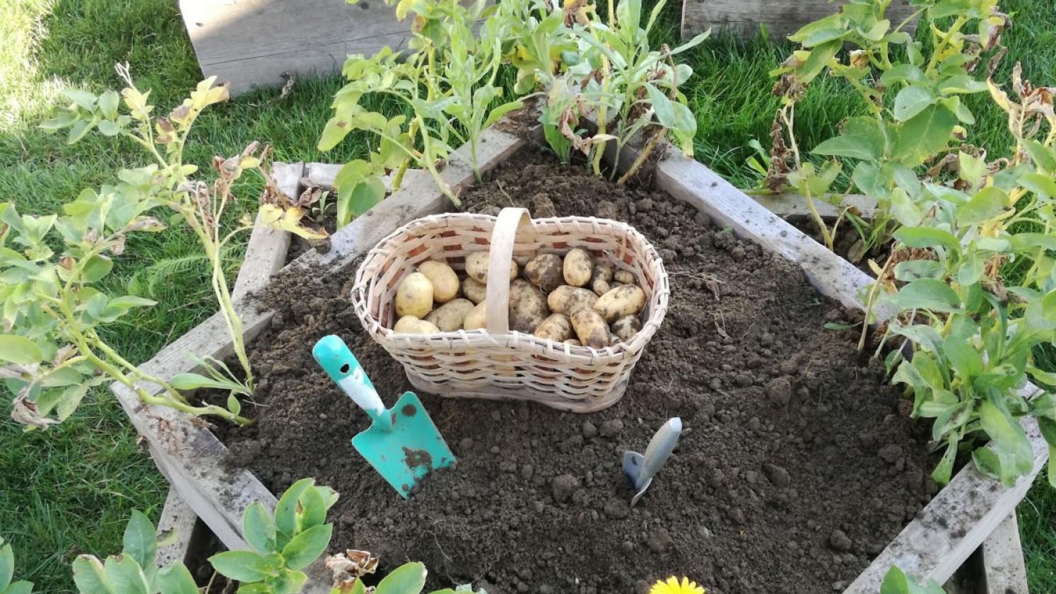 Erdäpfelpflanzen und geerntete Erdäfpel in der Erdäpfelpyramide