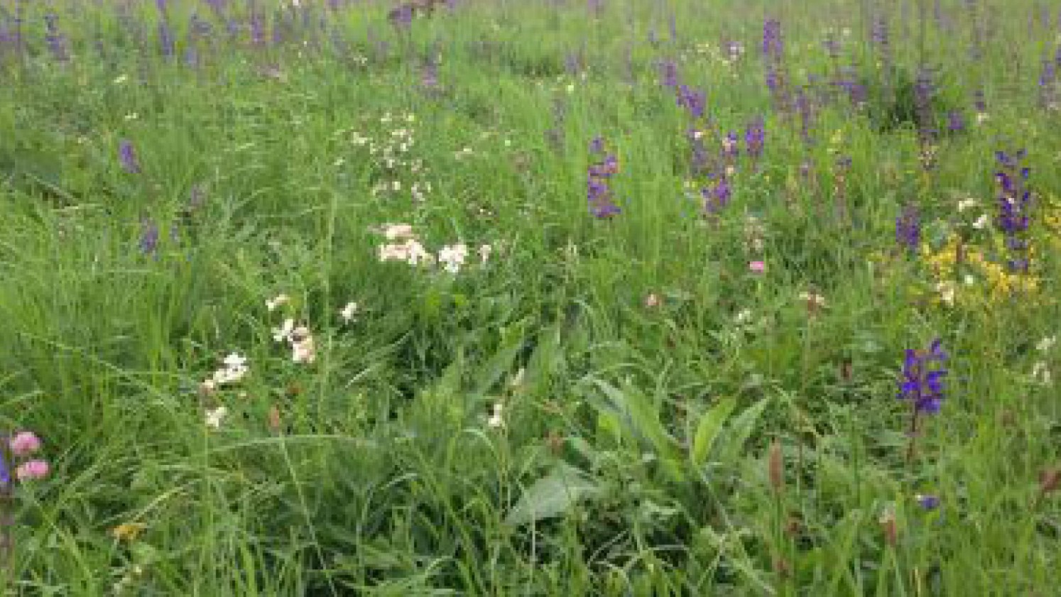 Blumenwiese mit Salbei, Klee usw.