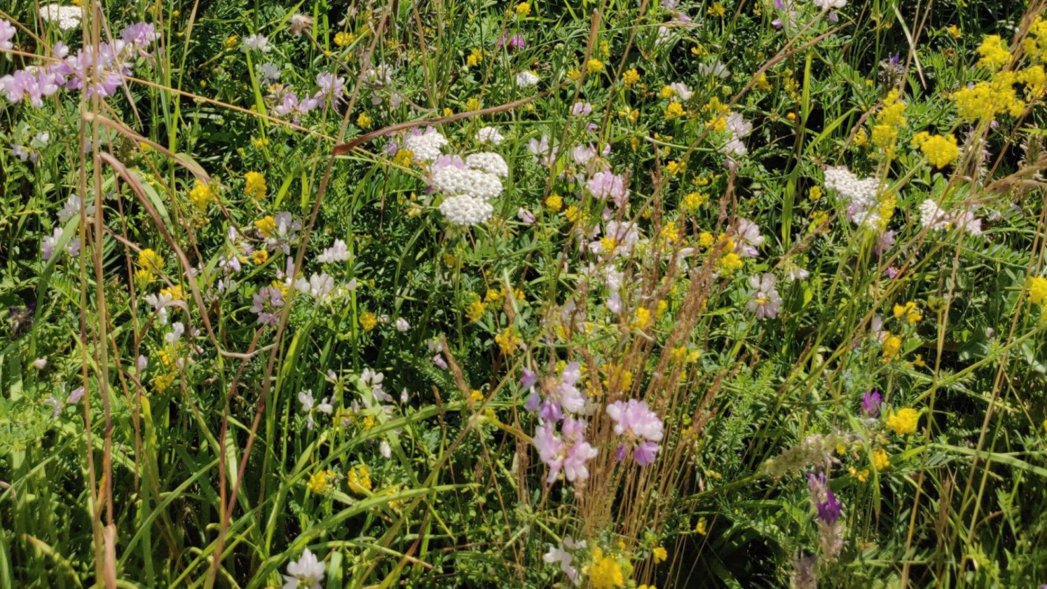 Wildblumenwiese