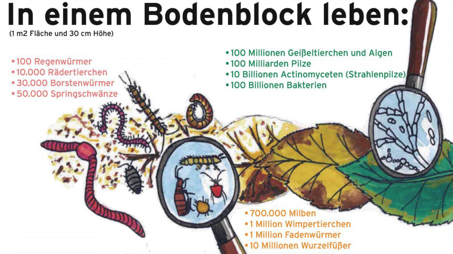 Grafik aller Bodenlebewesen in einem Bodenblock