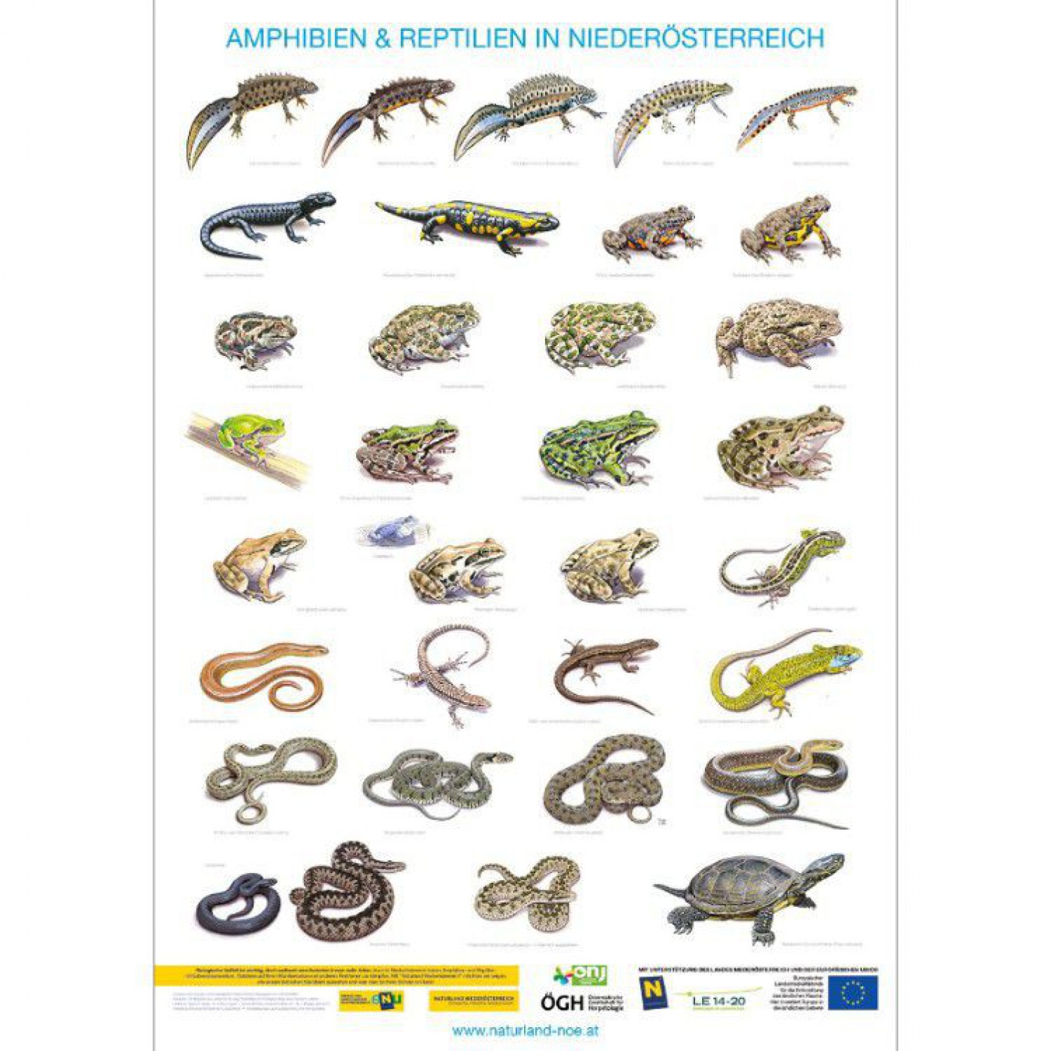 Ansicht des Amphibien und Reptilien Poster von Naturland NÖ
