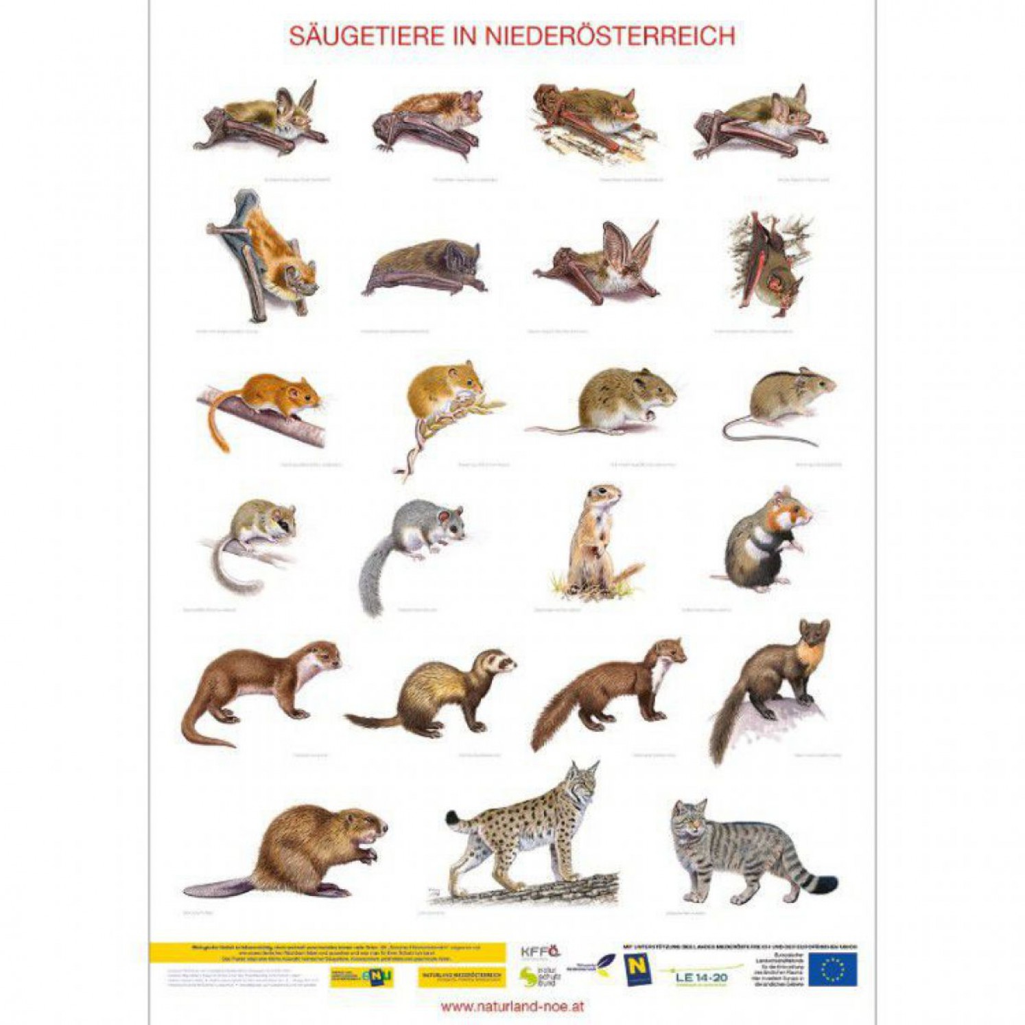 Ansicht des Posters Säugetiere von Naturland NÖ