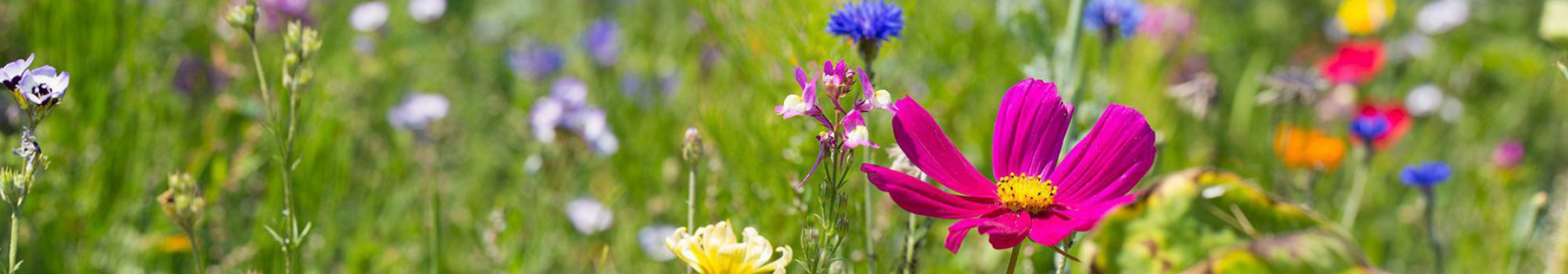 Bunten Blumenwiese