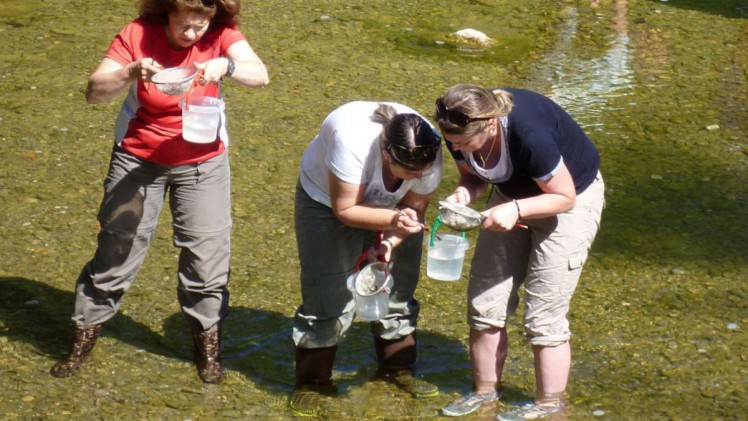 Pädagoginnen und Pädagogen am Untersuchen der Gewässerorganismen im Zuge der Weiterbildung WasserforscherInnen unterwegs.