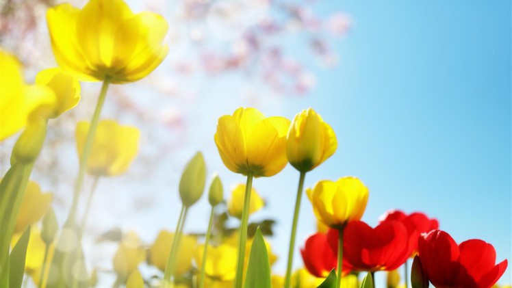 Tulpen und Kirschblüten