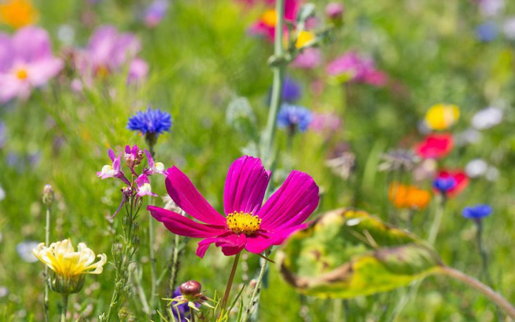 Bunten Blumenwiese