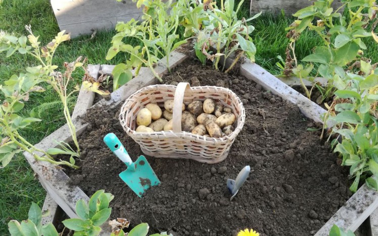 Erdäpfelpflanzen und geerntete Erdäfpel in der Erdäpfelpyramide
