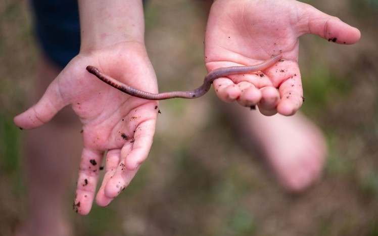 Kind h&auml;lt Regenwurm in den H&auml;nden